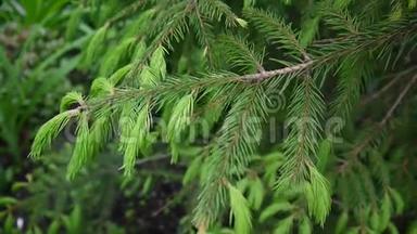 年轻的绿杉树枝在微风中移动。 特写镜头。